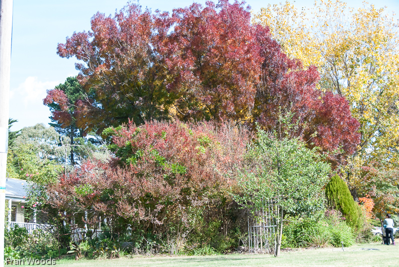 Garden Club visit to Mitchell garden