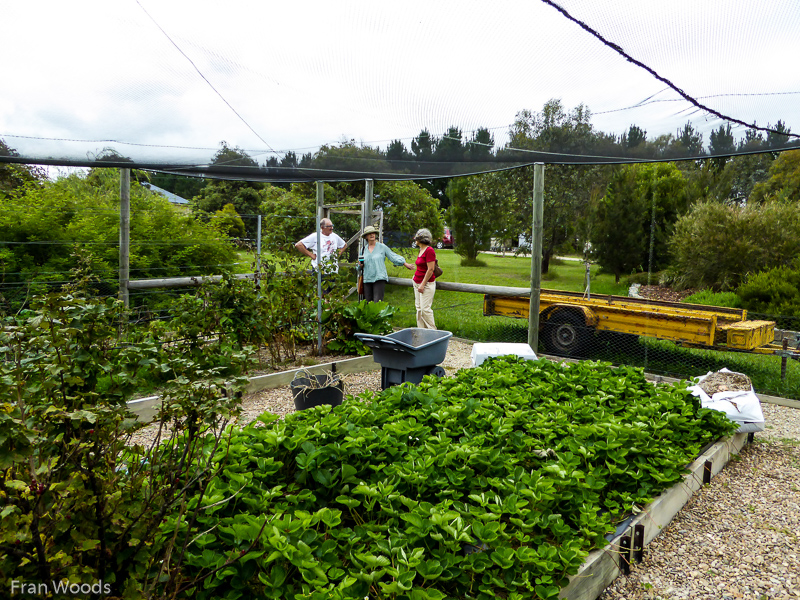 Richard & Leonie Jolley's Garden