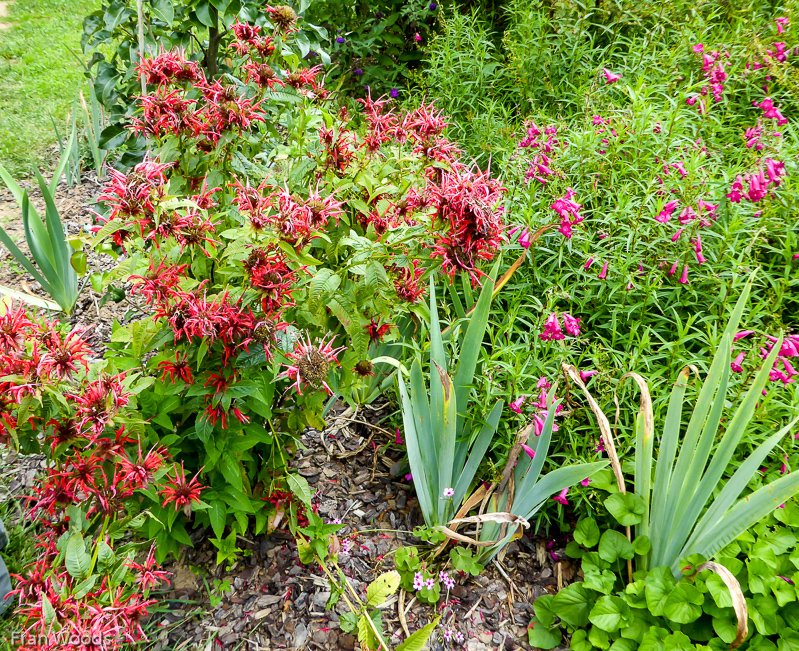 Cecily Bisset's Garden