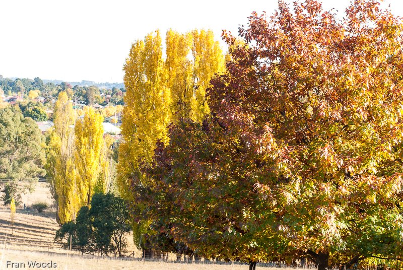 Kiloren, Crookwell