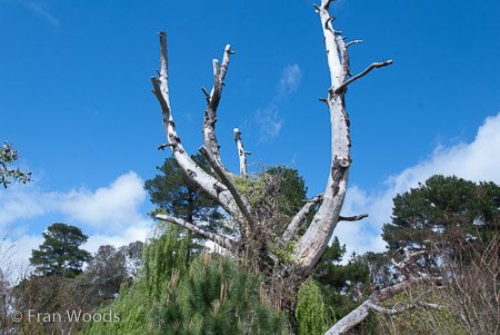 Private Garden at Berrima