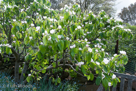 Private Garden at Berrima