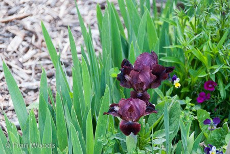 Private Garden at Berrima