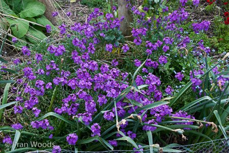 Private Garden at Berrima