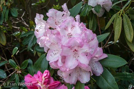 Private Garden at Berrima