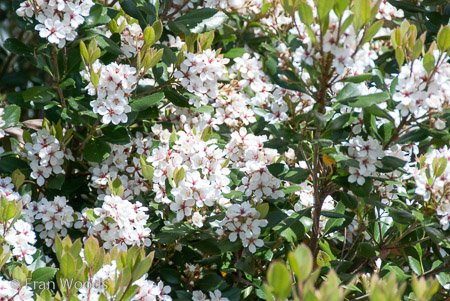 Private Garden at Berrima