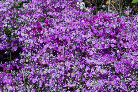 Private Garden at Berrima