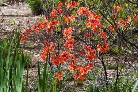 Red Cow Farm garden at Sutton Forest