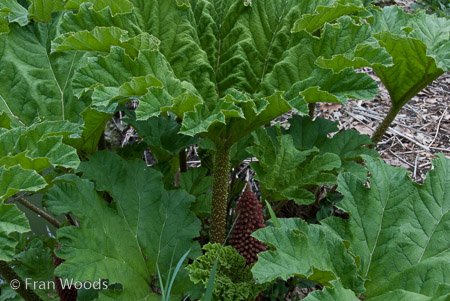 Red Cow Farm garden at Sutton Forest