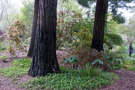 Red Cow Farm garden at Sutton Forest