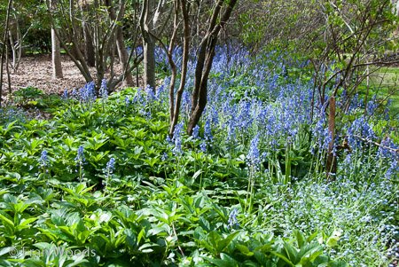 Red Cow Farm garden at Sutton Forest
