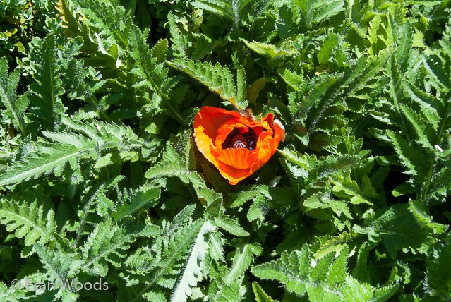 Beautiful garden at Yarralumla.