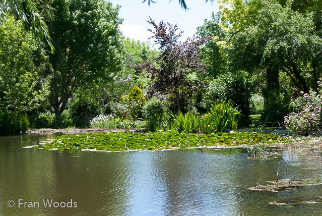 Beautiful garden at Yarralumla.