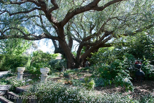 Lovely garden at Queanbeyan, NSW.