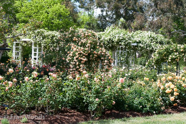 Rose garden at old parliament house, Canberra.