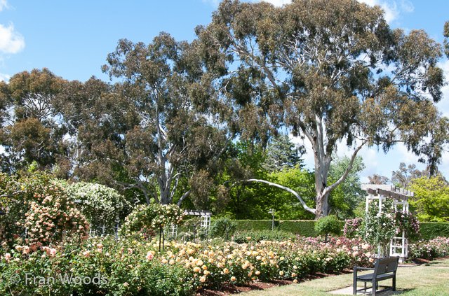 Rose garden at old parliament house, Canberra.