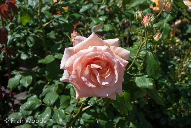 Rose garden at old parliament house, Canberra.