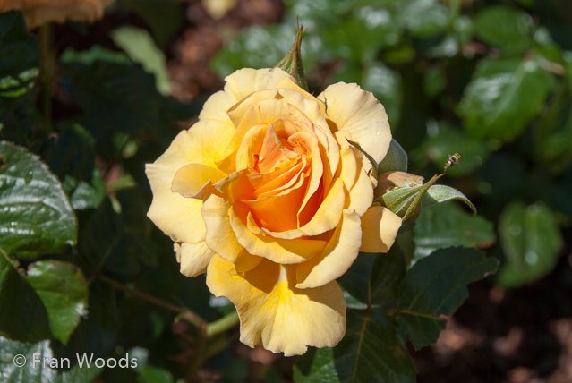 Rose garden at old parliament house, Canberra.