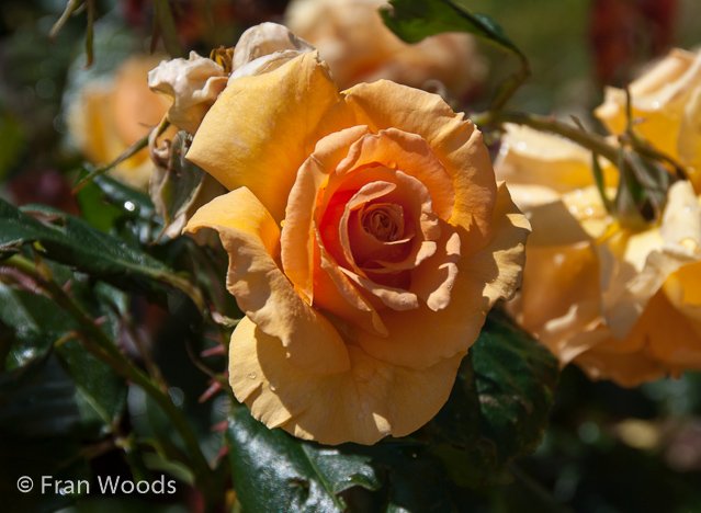 Rose garden at old parliament house, Canberra.