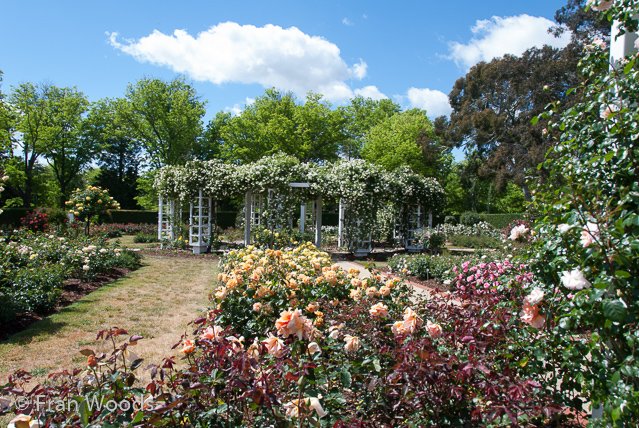 Rose garden at old parliament house, Canberra.