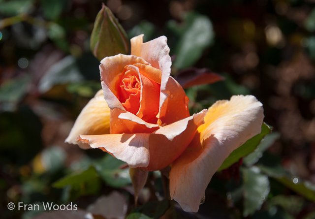 Rose garden at old parliament house, Canberra.