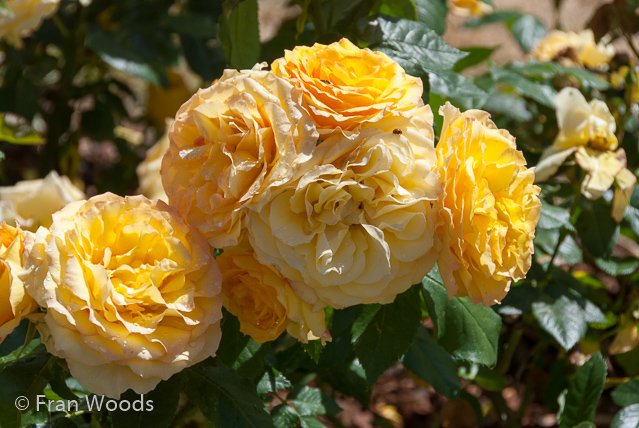 Rose garden at old parliament house, Canberra.