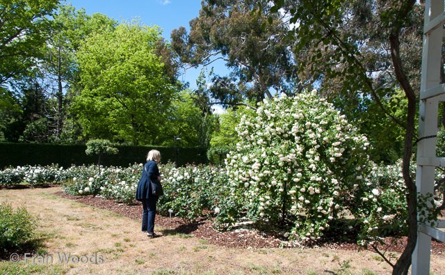 Rose garden at old parliament house, Canberra.