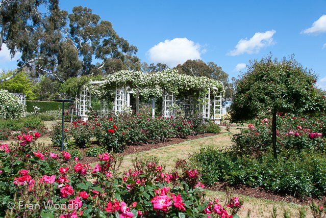 Rose garden at old parliament house, Canberra.