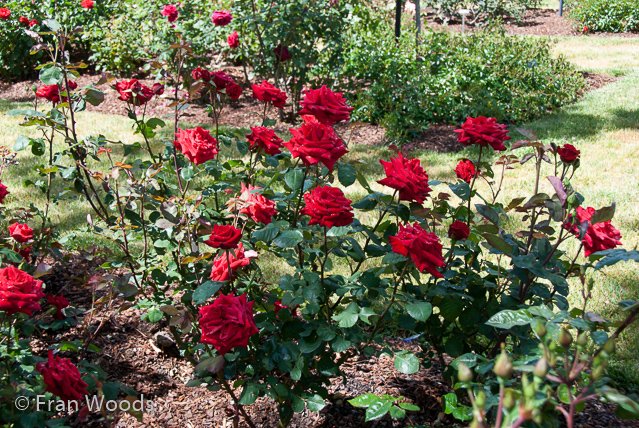 Rose garden at old parliament house, Canberra.