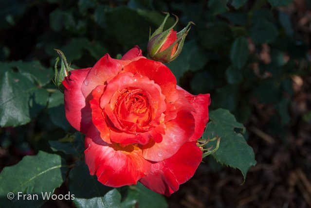 Rose garden at old parliament house, Canberra.