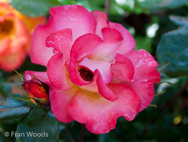 Rose garden at old parliament house, Canberra.