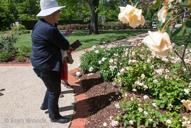 Rose garden at old parliament house, Canberra.