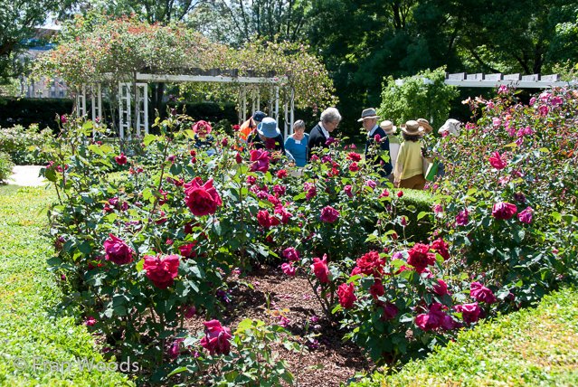 Rose garden at old parliament house, Canberra.