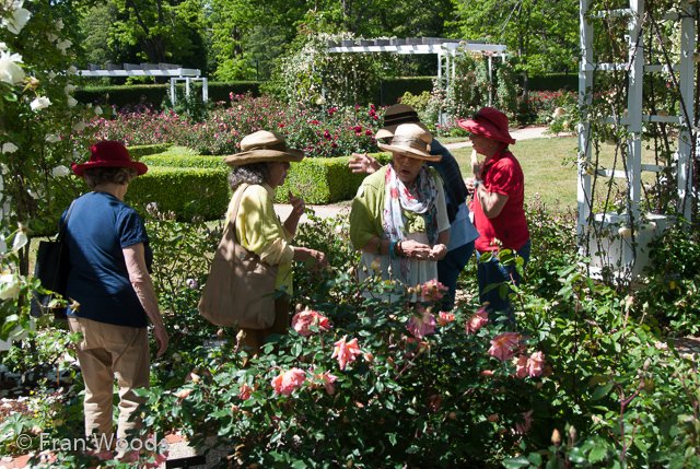 Rose garden at old parliament house, Canberra.