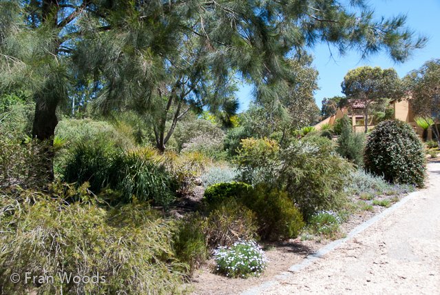 Australian native garden, Red Hill.