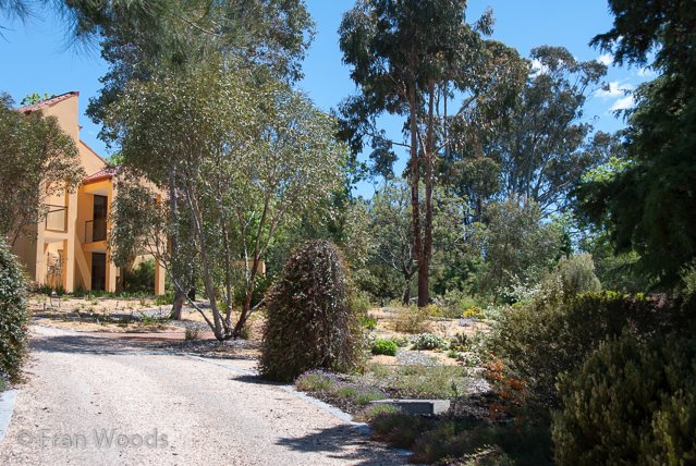 Australian native garden, Red Hill.