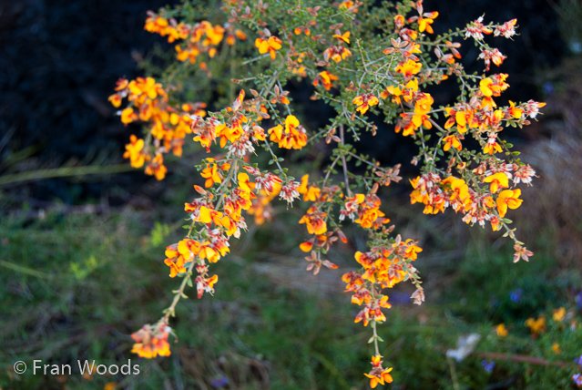 Australian native garden, Red Hill.