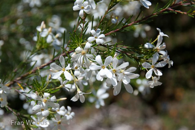 Australian native garden, Red Hill.