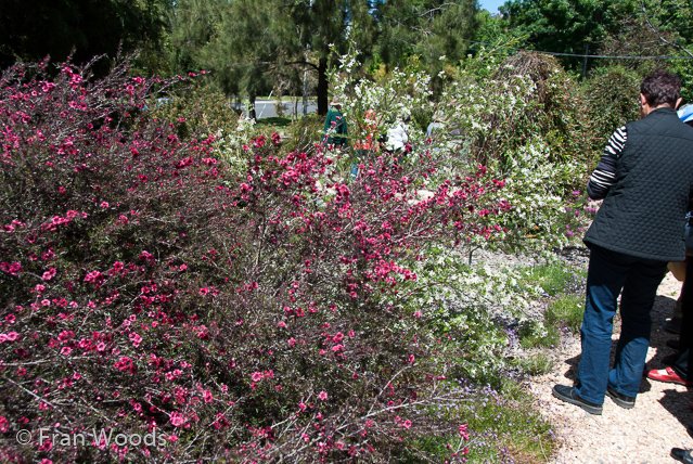 Australian native garden, Red Hill.