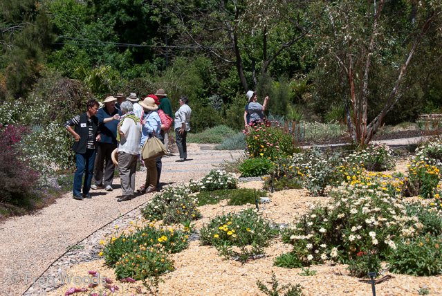 Australian native garden, Red Hill.