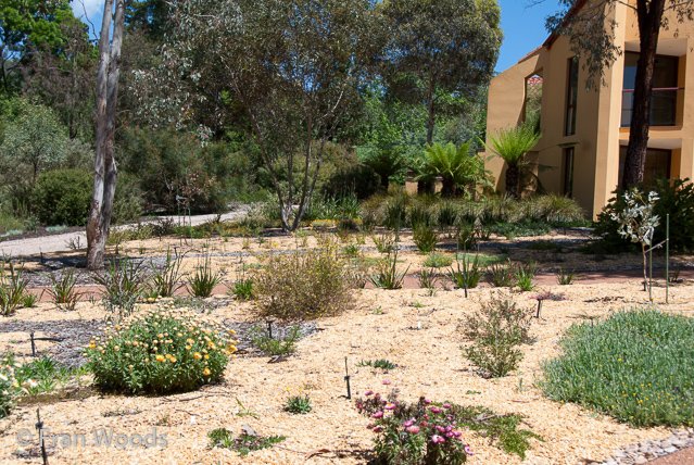 Australian native garden, Red Hill.