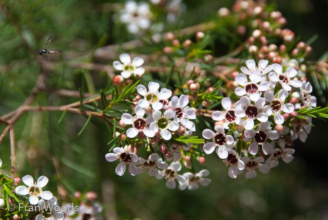 Australian native garden, Red Hill.