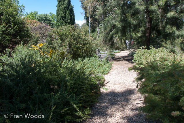 Australian native garden, Red Hill.