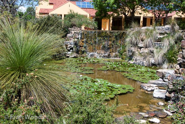 Australian native garden, Red Hill.