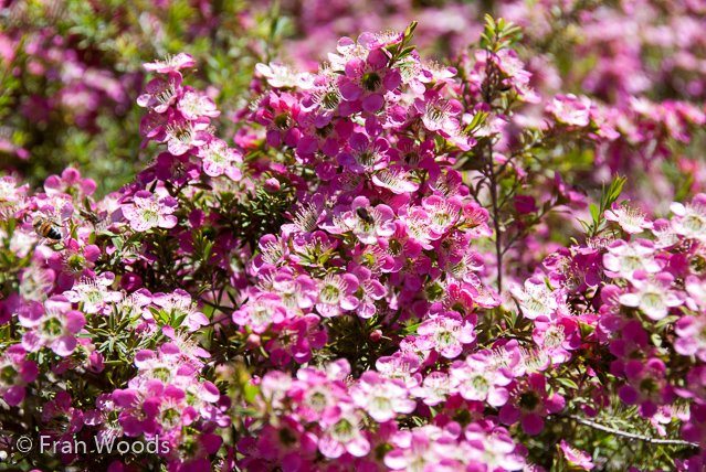 Australian native garden, Red Hill.