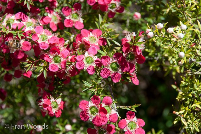 Australian native garden, Red Hill.