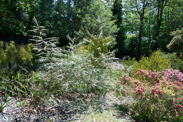 Australian native garden, Red Hill.
