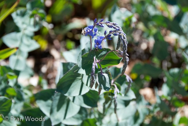 Australian native garden, Red Hill.