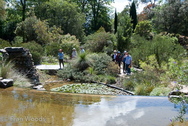 Australian native garden, Red Hill.