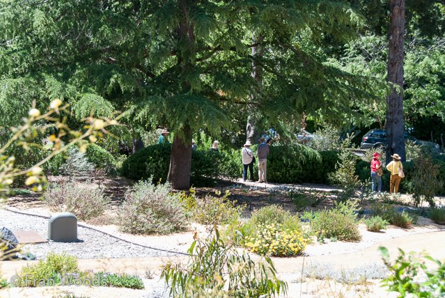 Australian native garden, Red Hill.